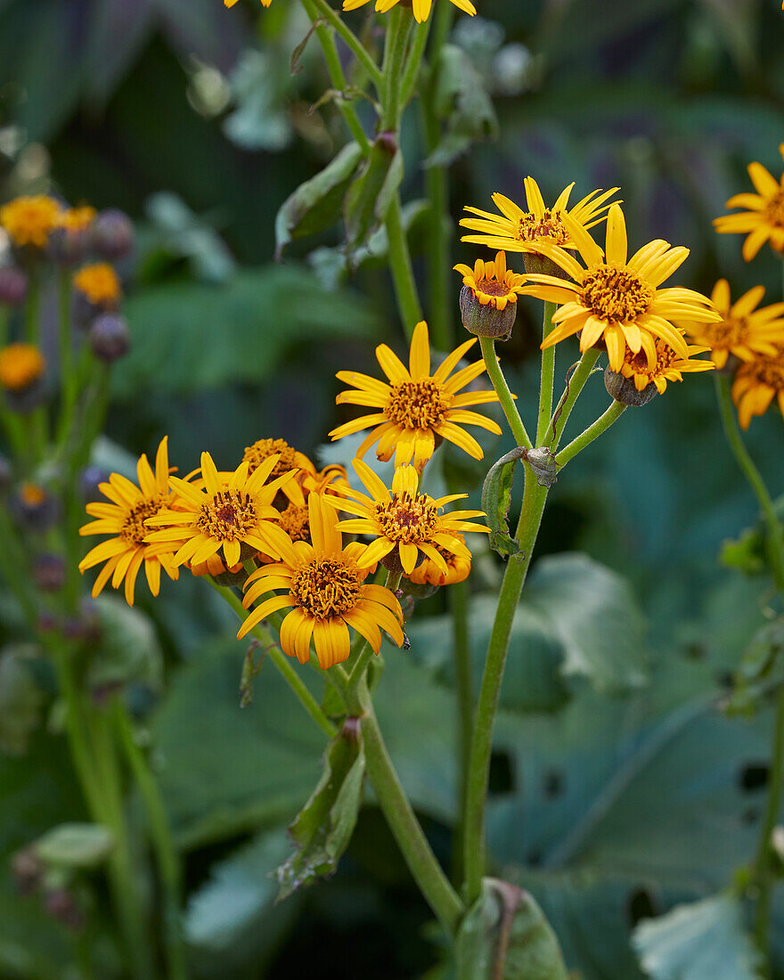 Ligularia hodgsonii