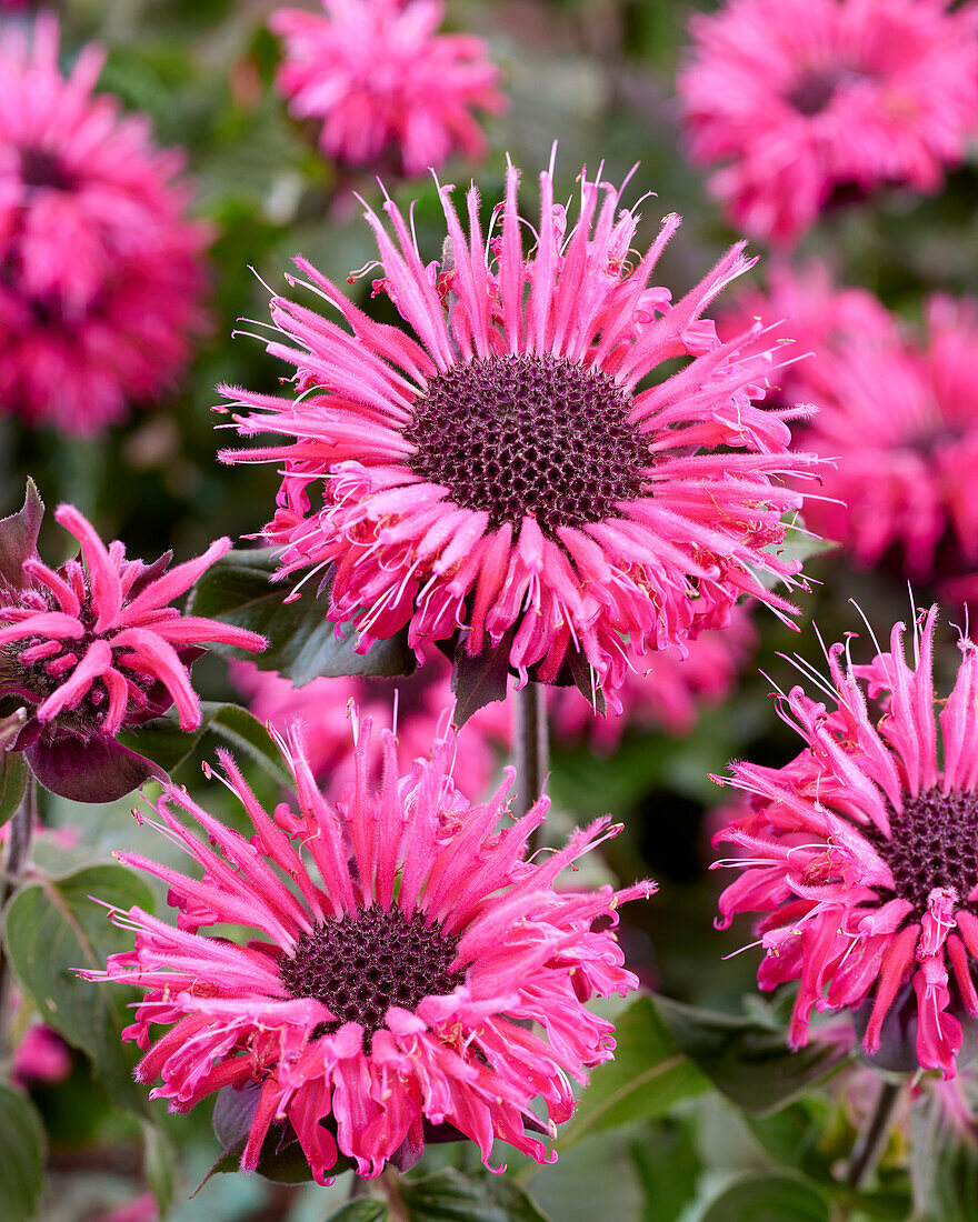 Monarda Elegant Rose