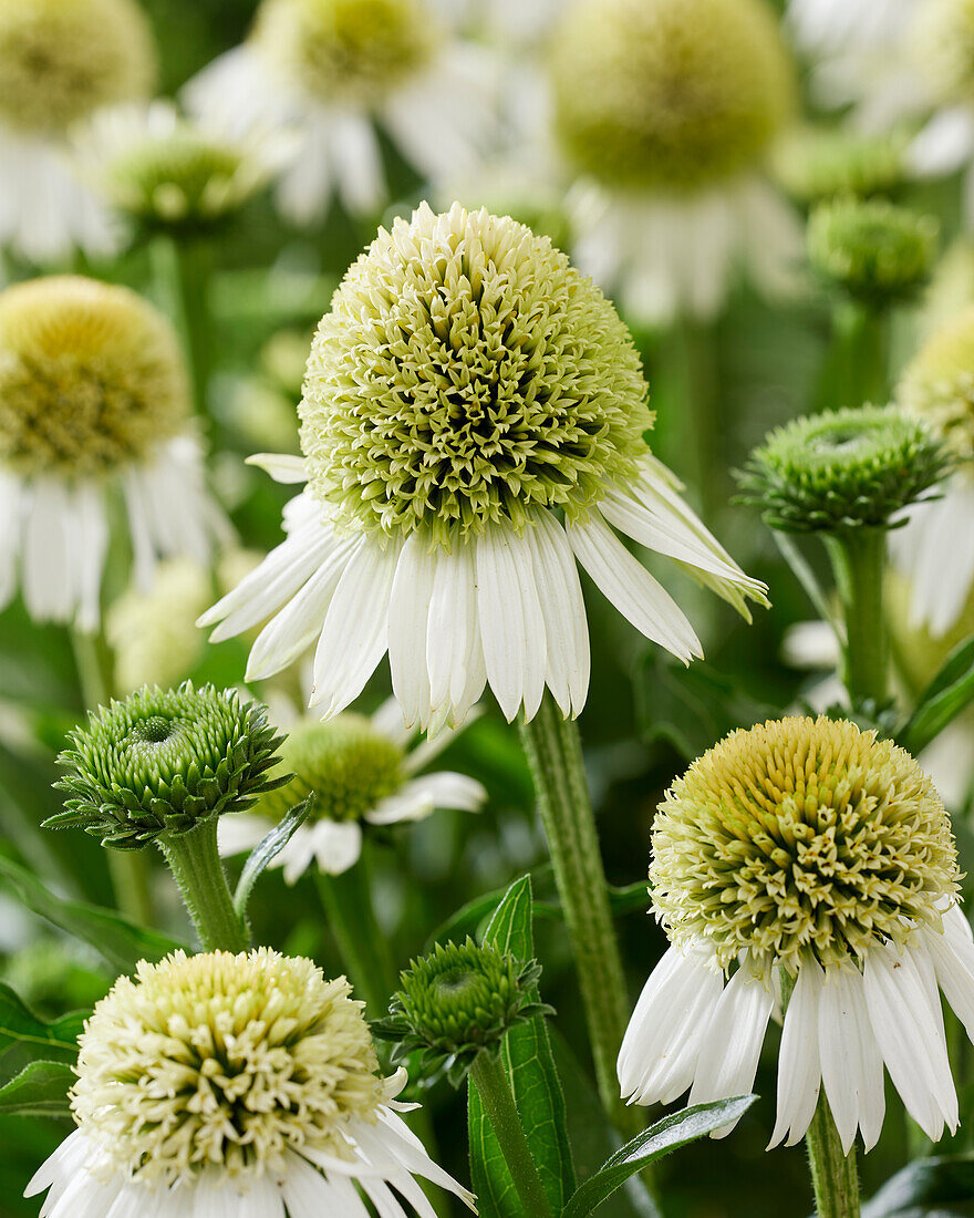 Echinacea purpurea Delicious Ice