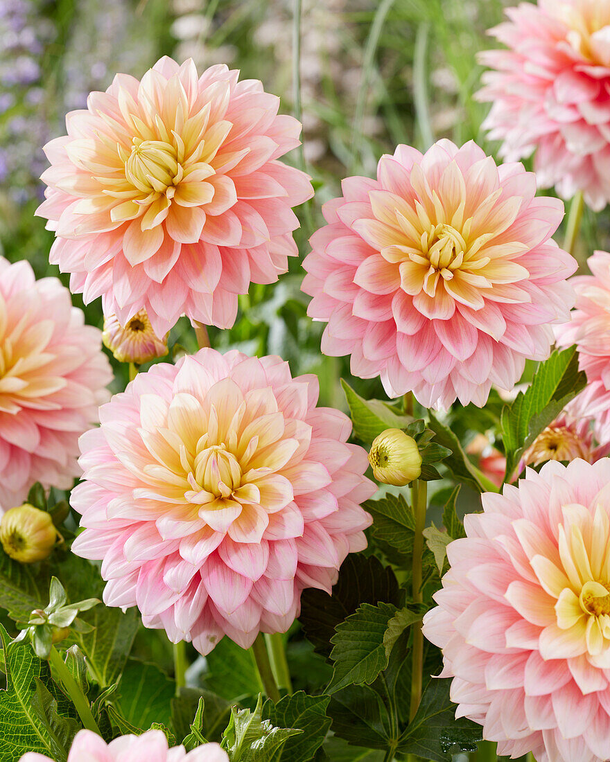 Dahlia Sheer Heaven