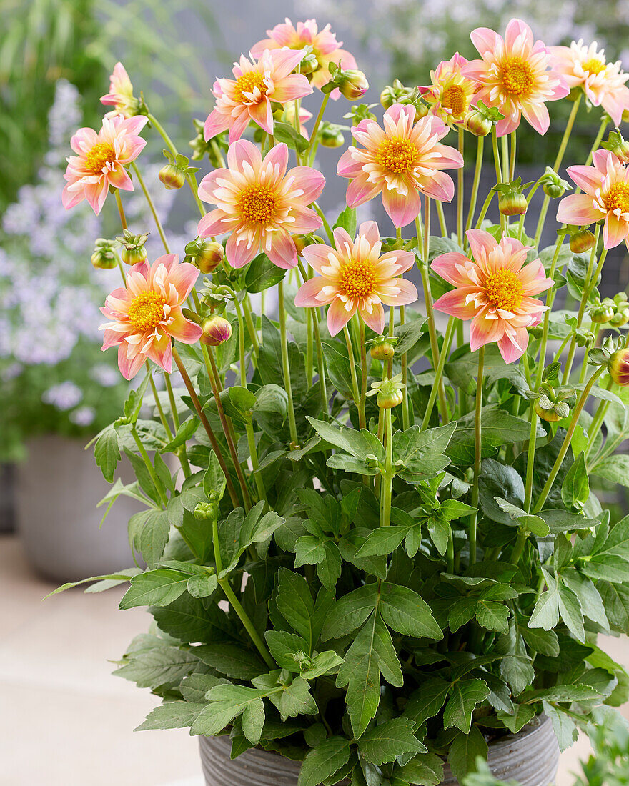 Dahlie (Dahlia) 'Pepita Pink'