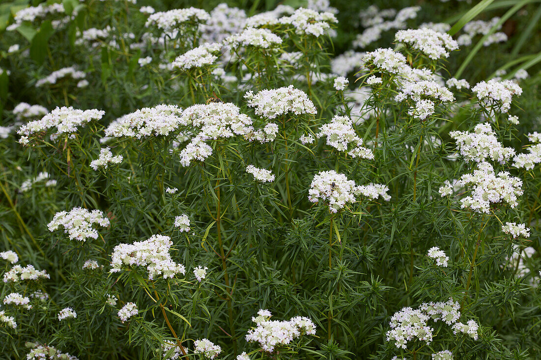 Dünnblättrige Scheinbergminze (Pycnanthemum flexuosum)