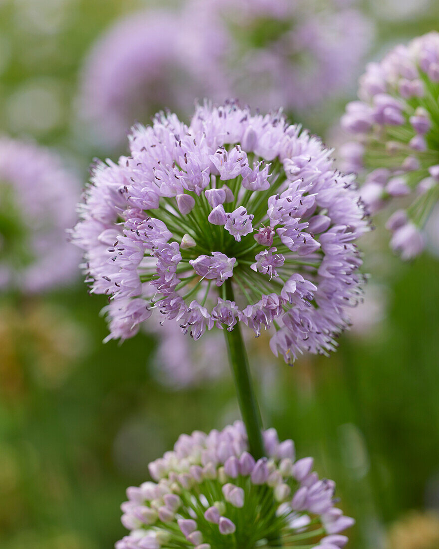 Allium senescens