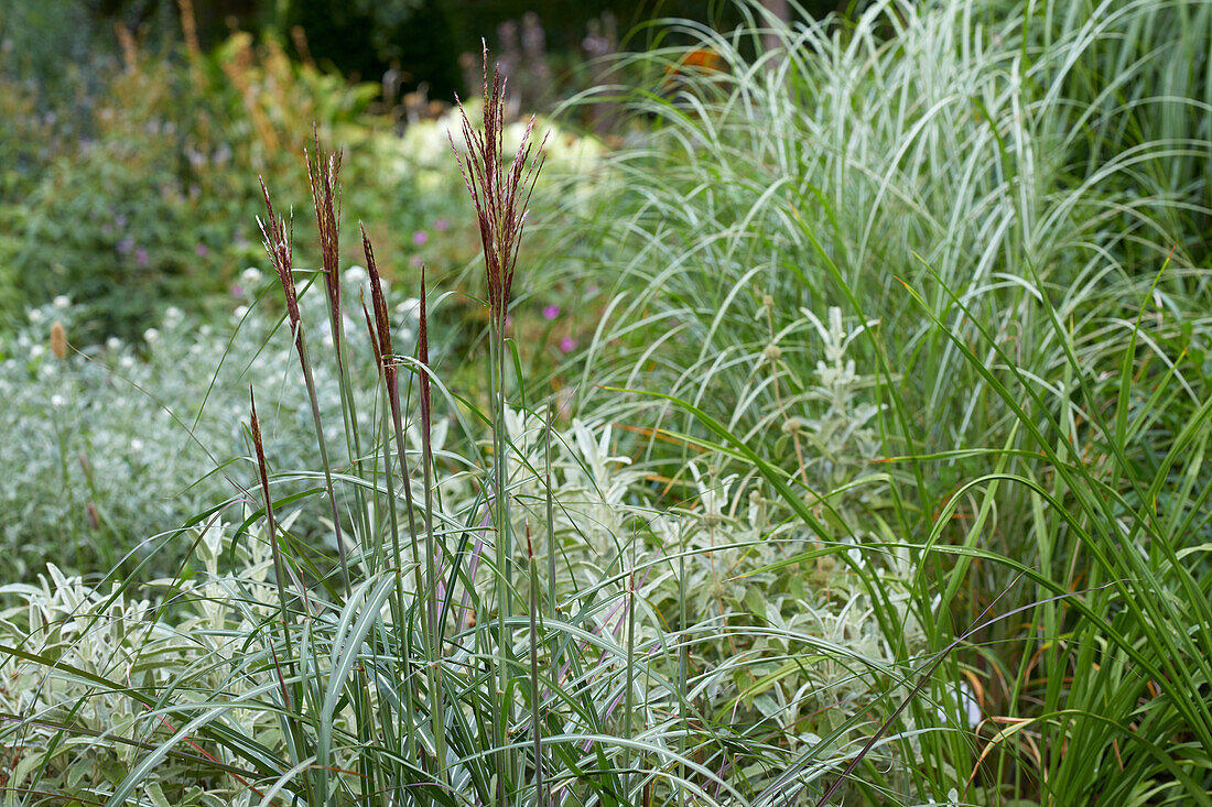 Miscanthus sinensis Bolero