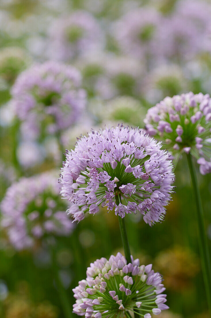 Allium senescens