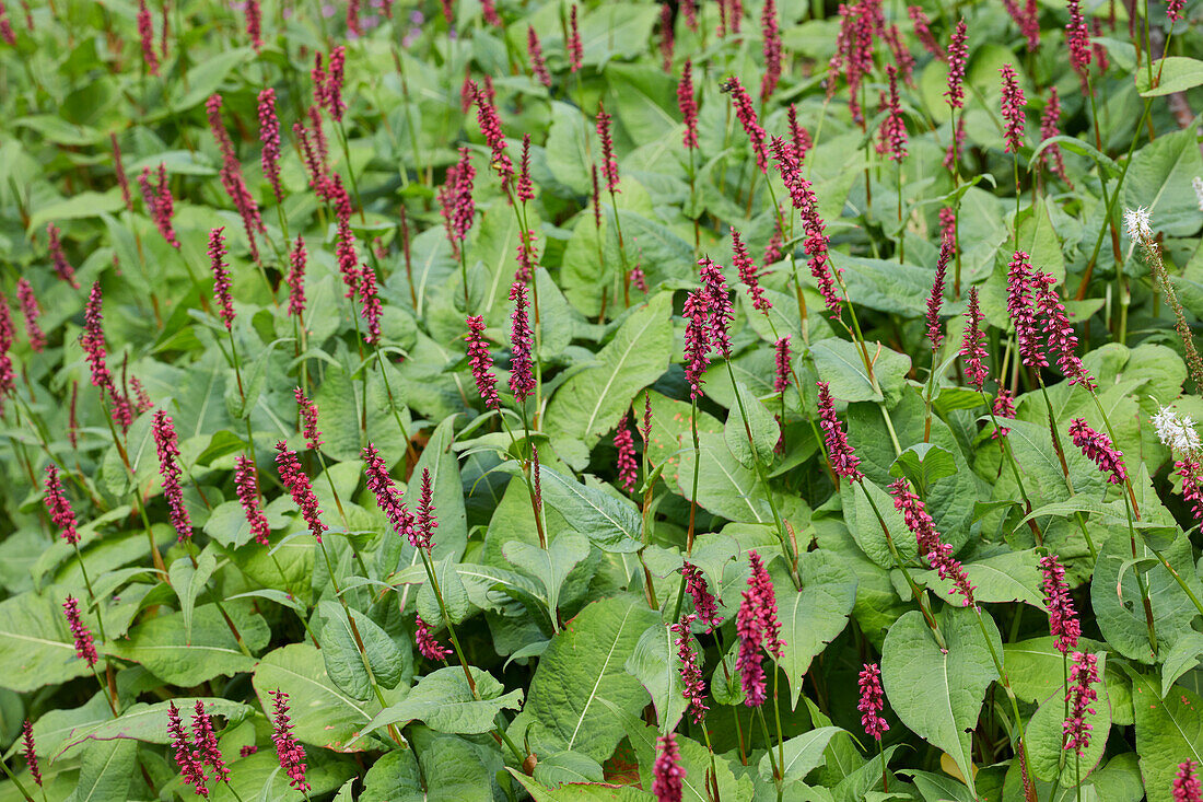 Persicaria amplexicaulis