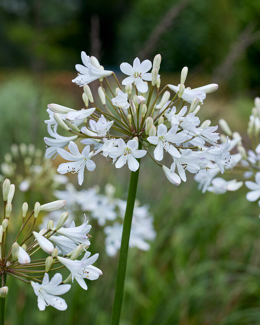 Agapanthus Happy Smile