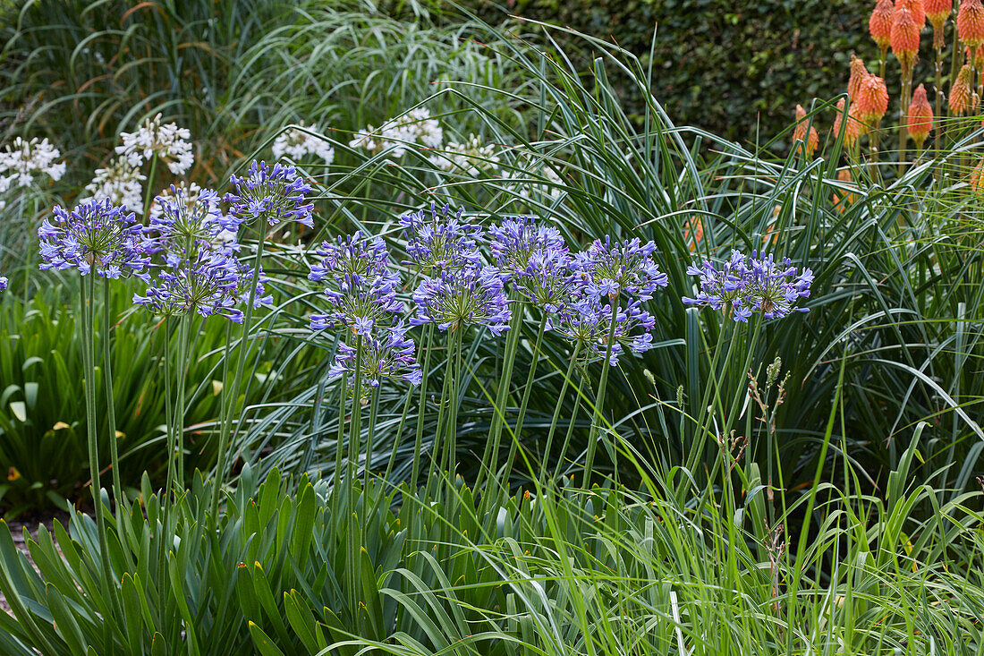 Schmucklilie (Agapanthus) 'Sunfield'