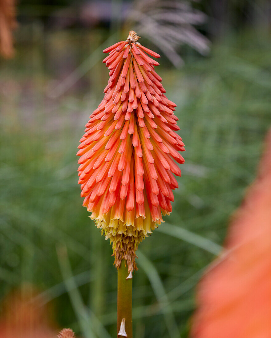 Kniphofia Earliest of All