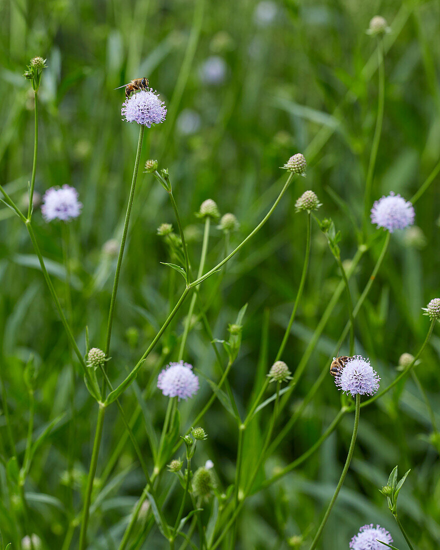 Succisella inflexa Frosted Pearls