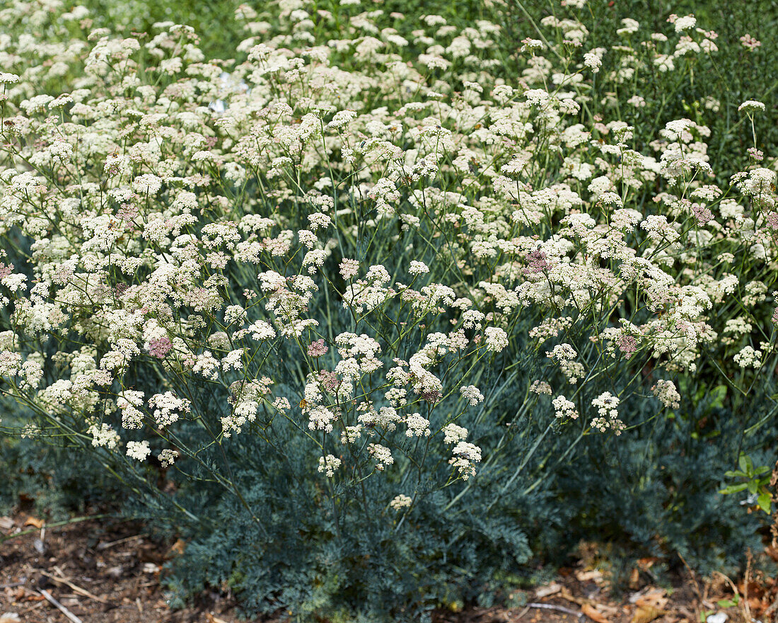 Bergfenchel (Seseli montanum)