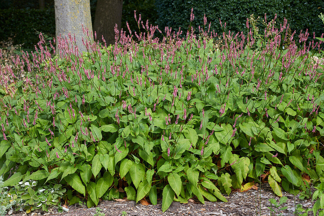 Persicaria amplexicaulis