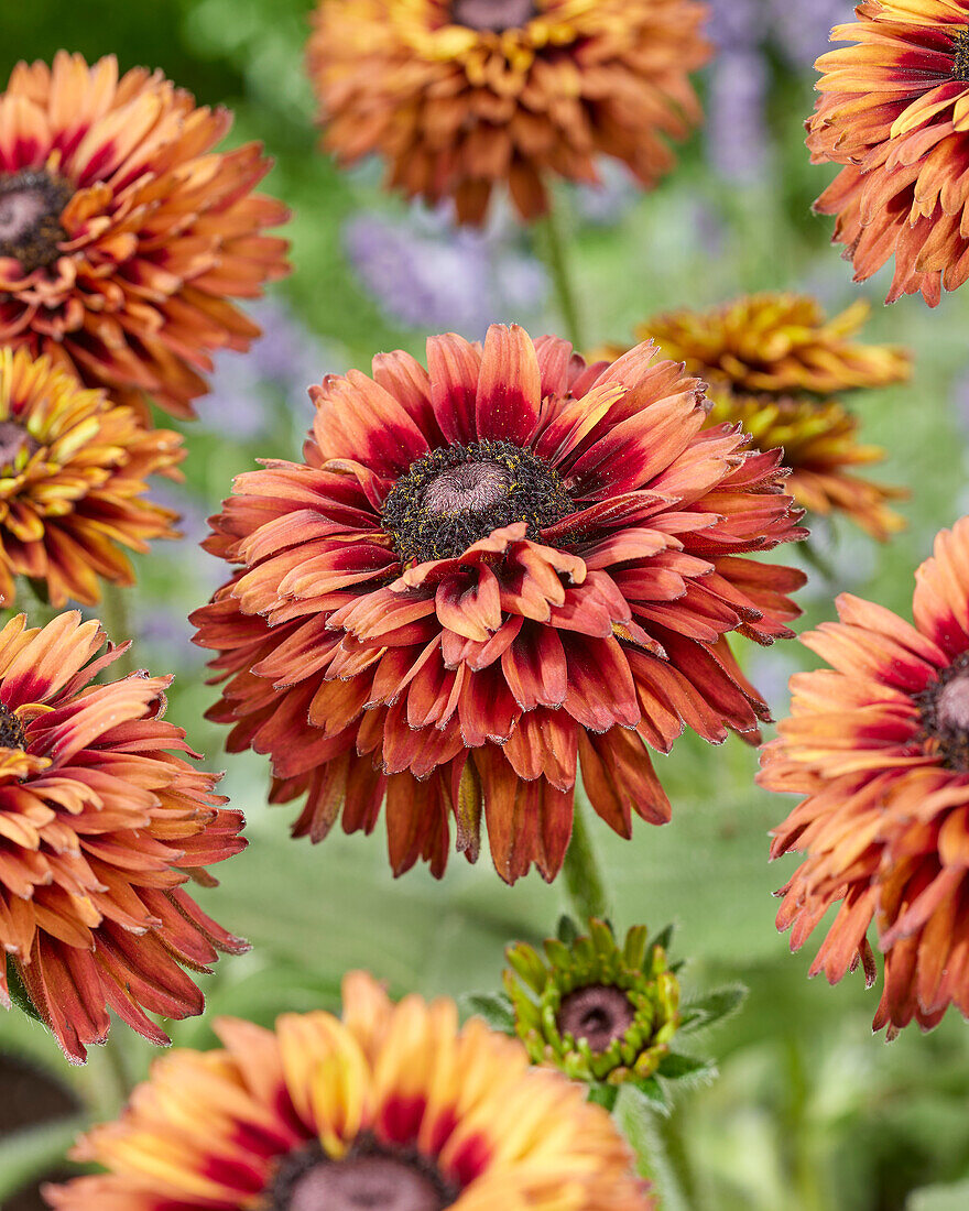 Rudbeckia Enchanted Velvet Flame