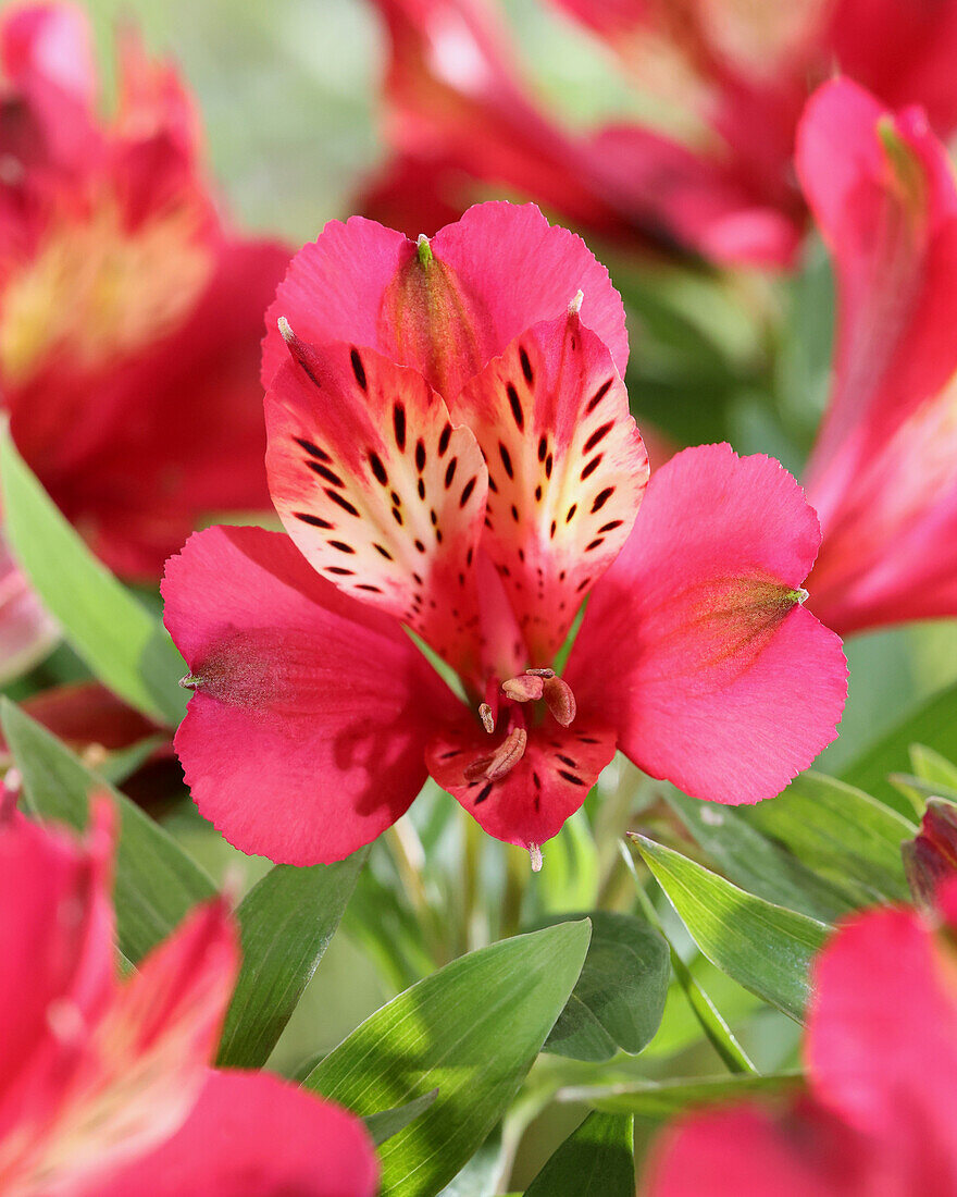 Alstroemeria Gaspard