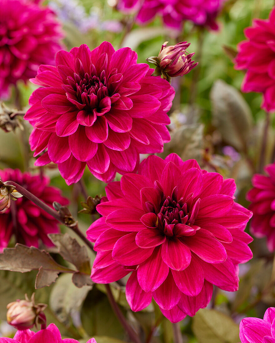 Dahlie (Dahlia) 'Marcel Dassault'