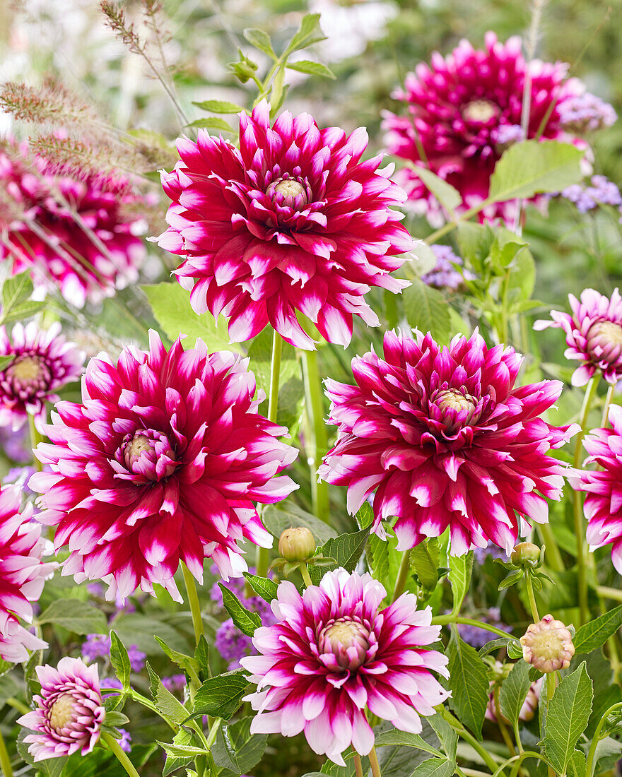 Dahlia Verdi