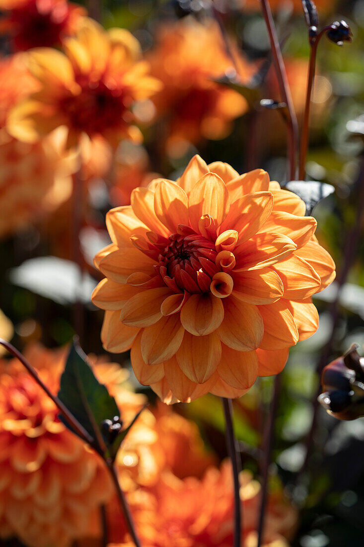 Dahlia David Howard