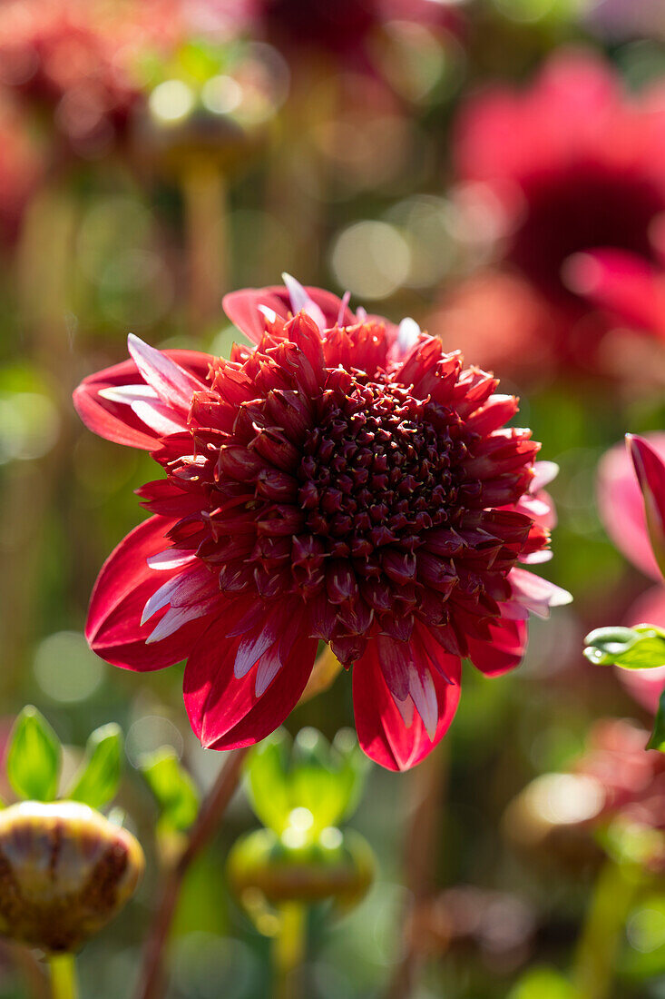 Dahlie (Dahlia) 'Speech'