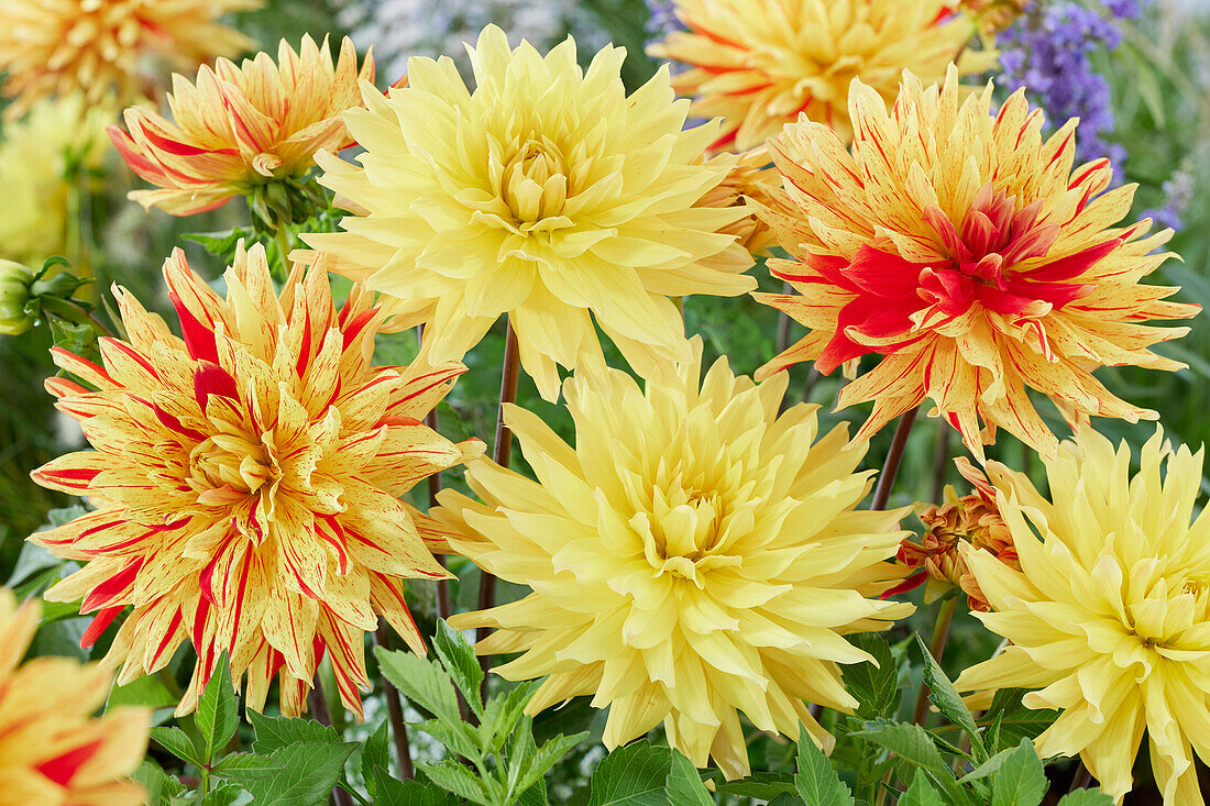 Dahlia Gelber Vulcan, Striped Vulcan