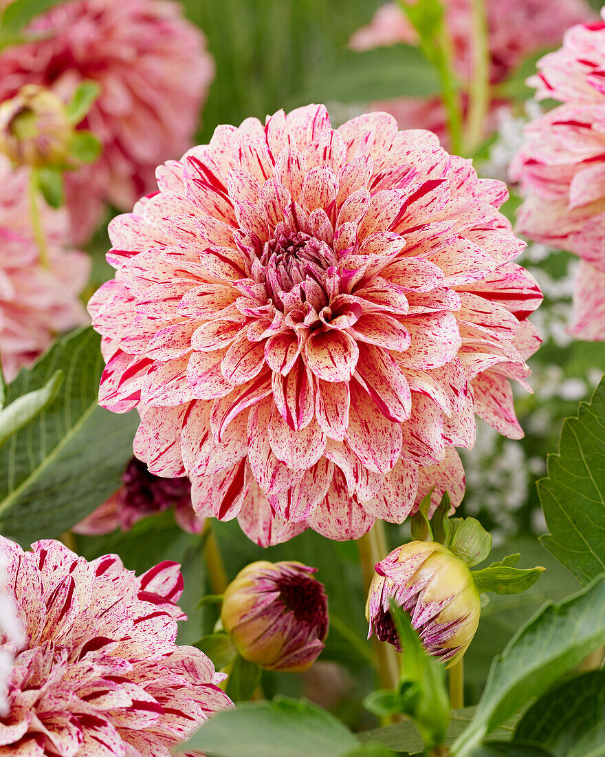 Dahlia Sturm 7981