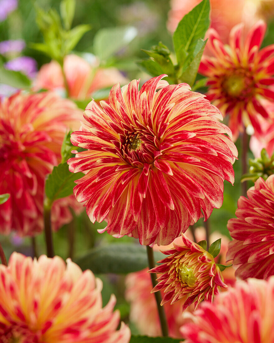 Dahlia Irish Pinwheel