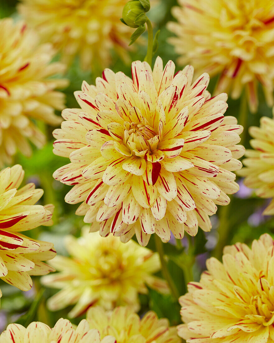 Dahlia Creme Silence