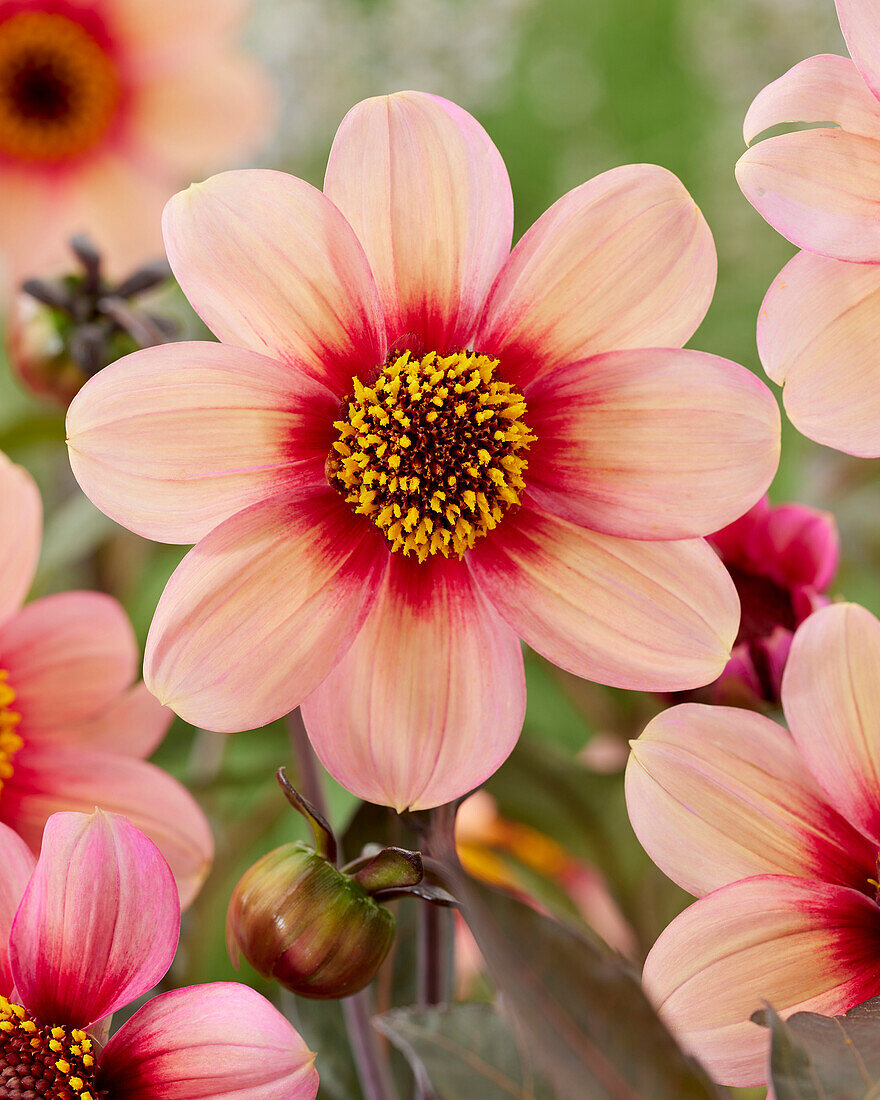 Dahlia HS Kiss