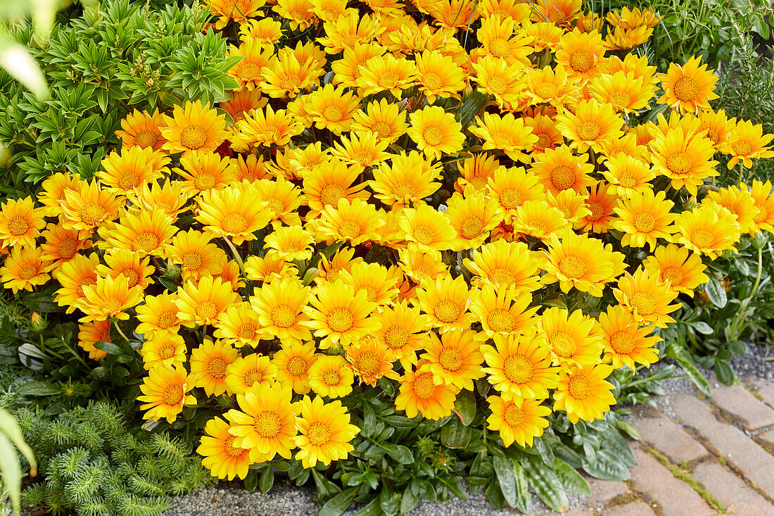 Gazania Suncarpet