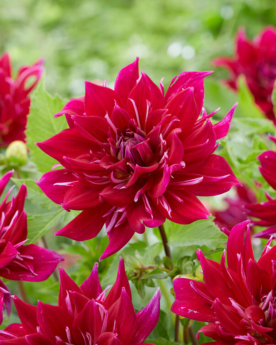 Dahlia Far East Leo