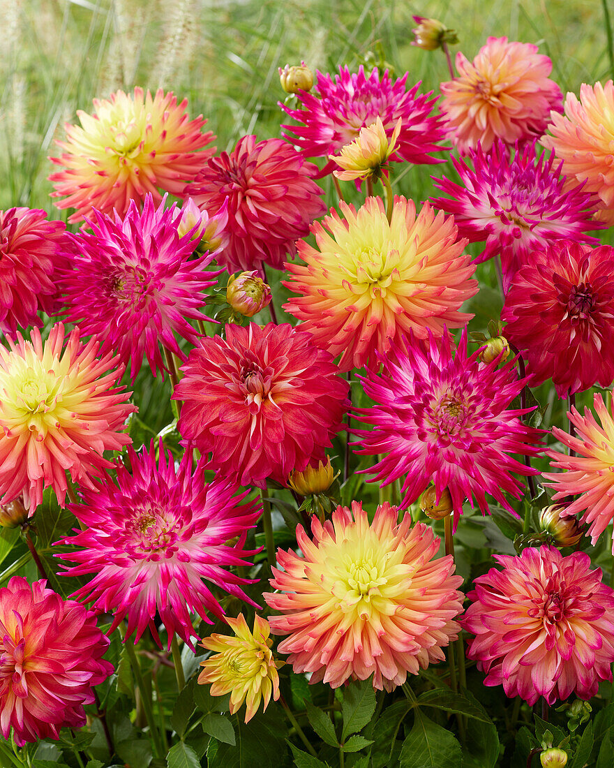 Bunte Dahlienmischung (Dahlia)