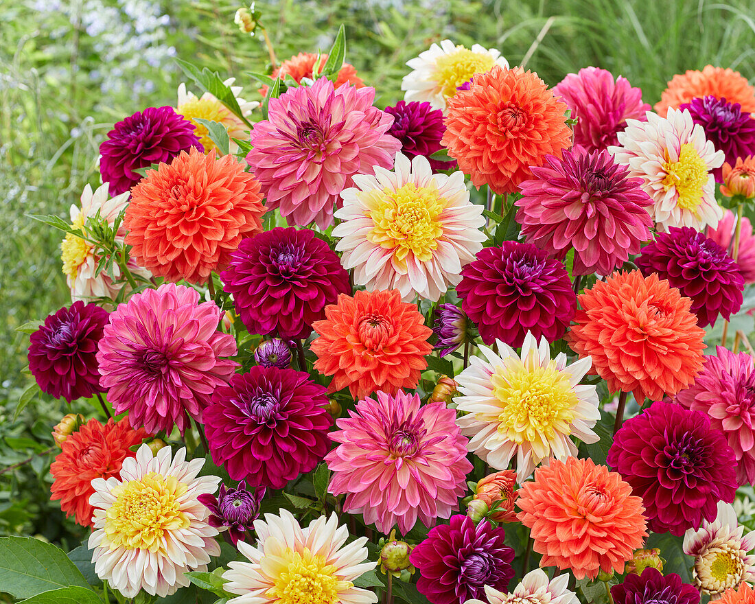 Dahlie (Dahlia) 'XXL', Mischung