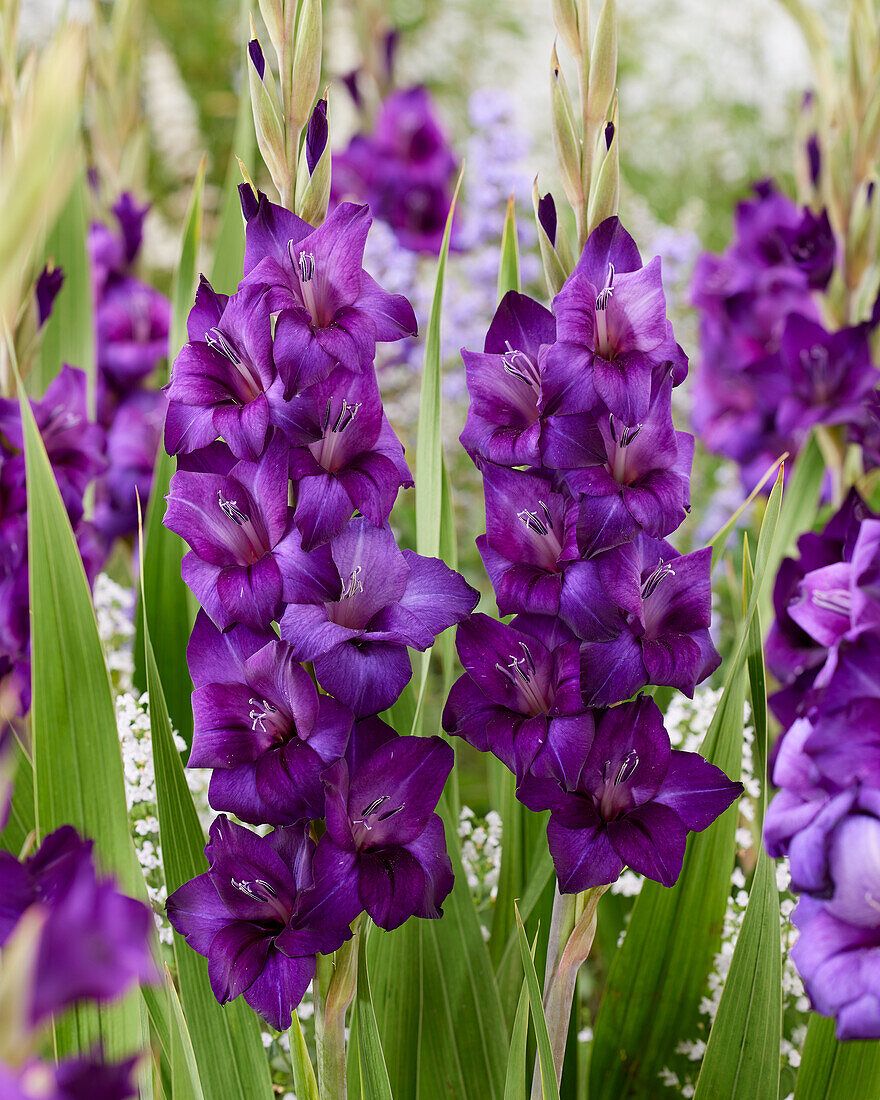 Gladiolus purple