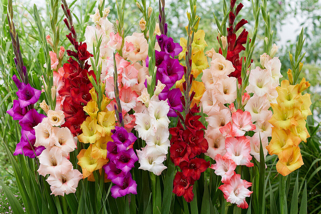 Gladiolus colourful mix