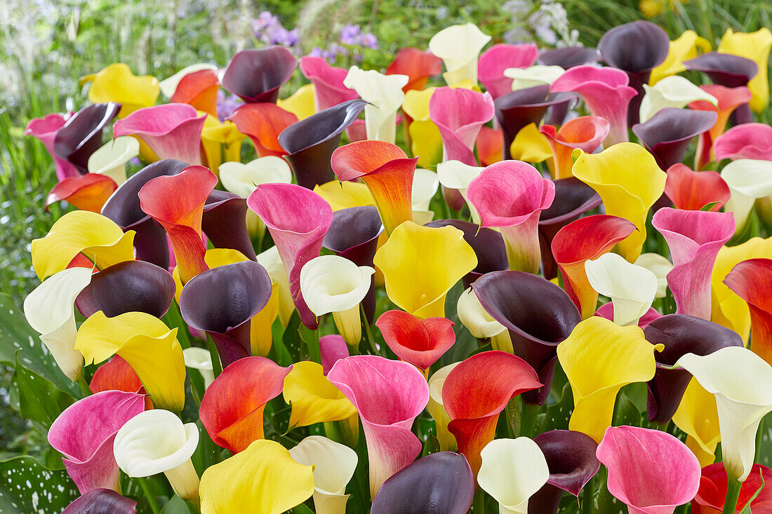 Zantedeschia XXL mix