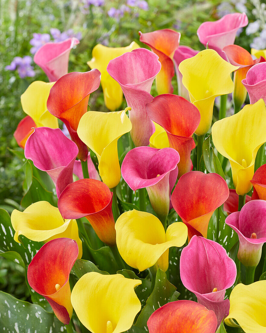 Zantedeschia Carnival mix