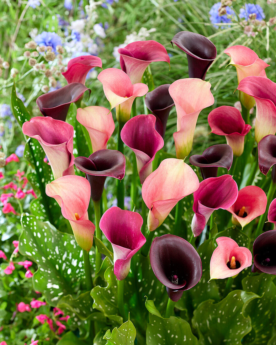 Calla (Zantedeschia) 'Enchanting' Mischung