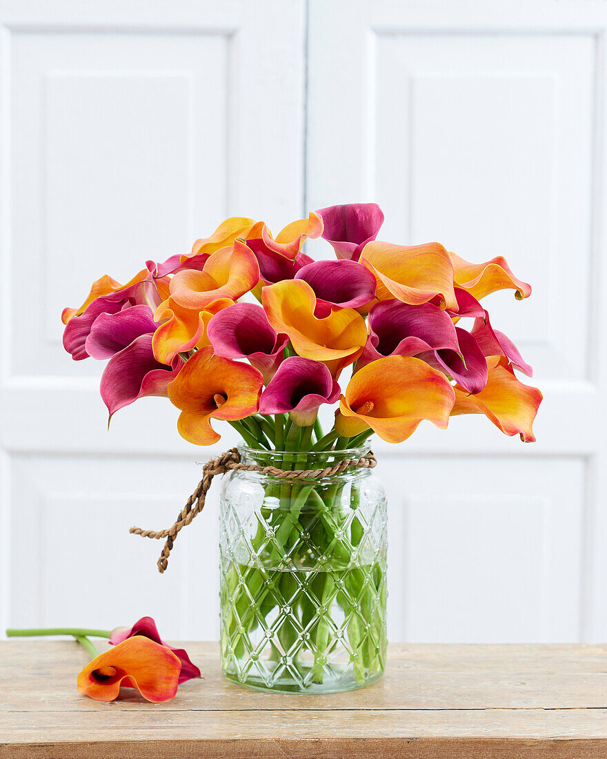 Zantedeschia Mix