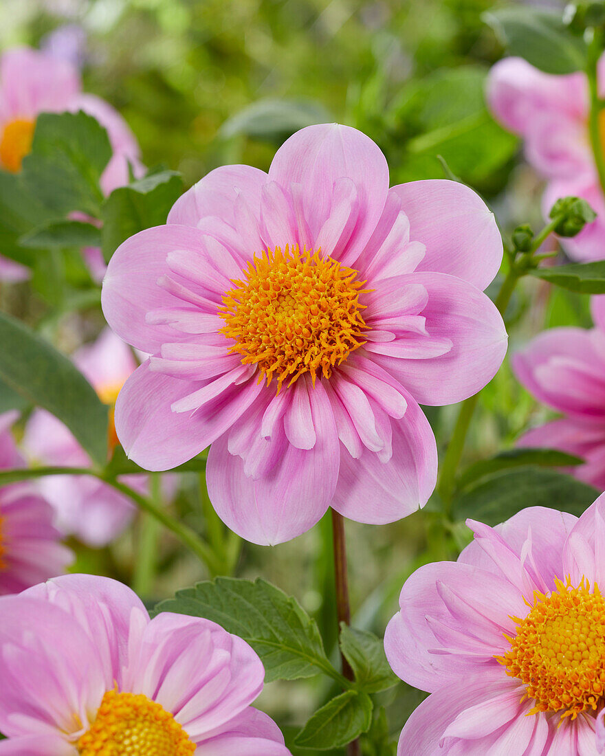 Dahlia Rosy Wings