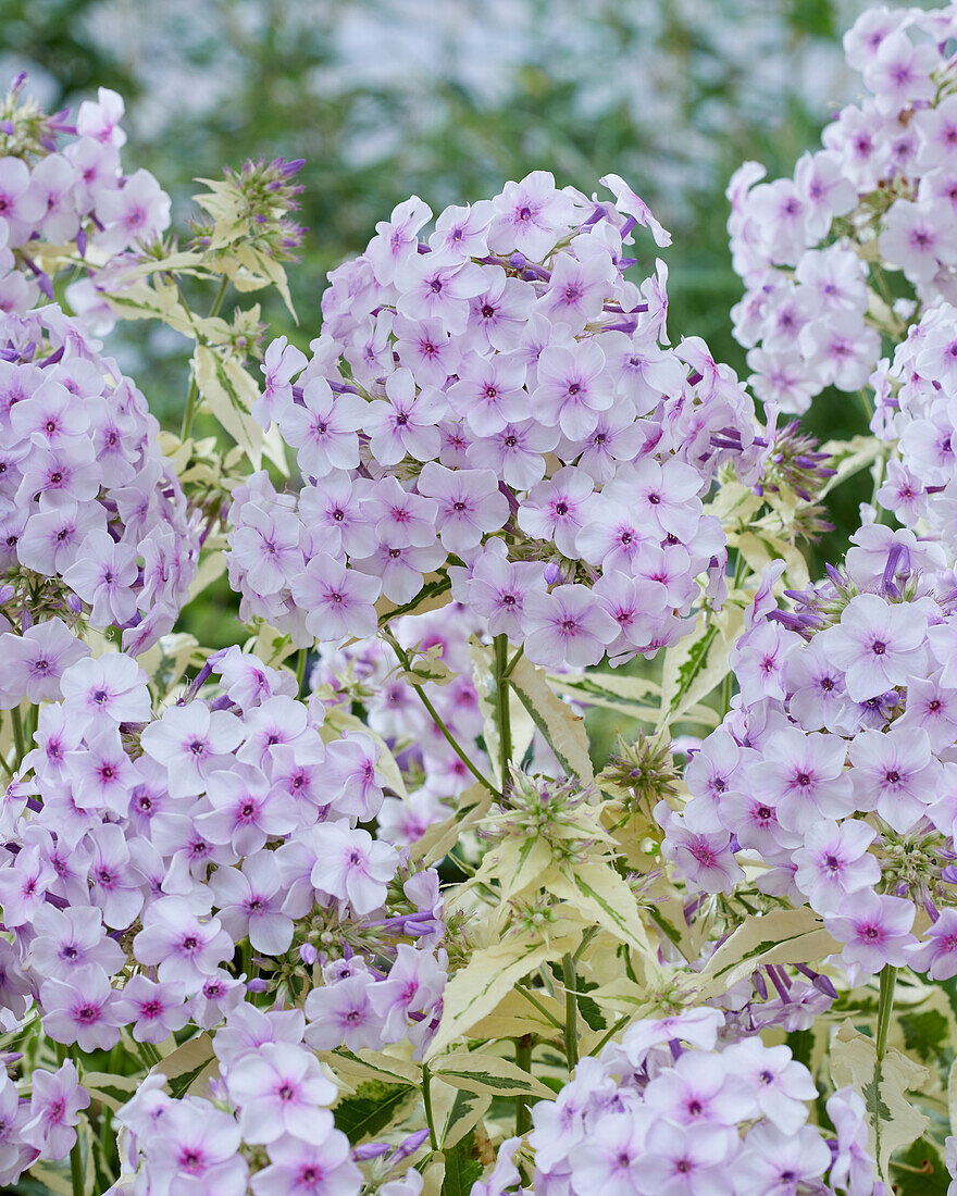 Flammenblume (Phlox) 'Norah Leigh'