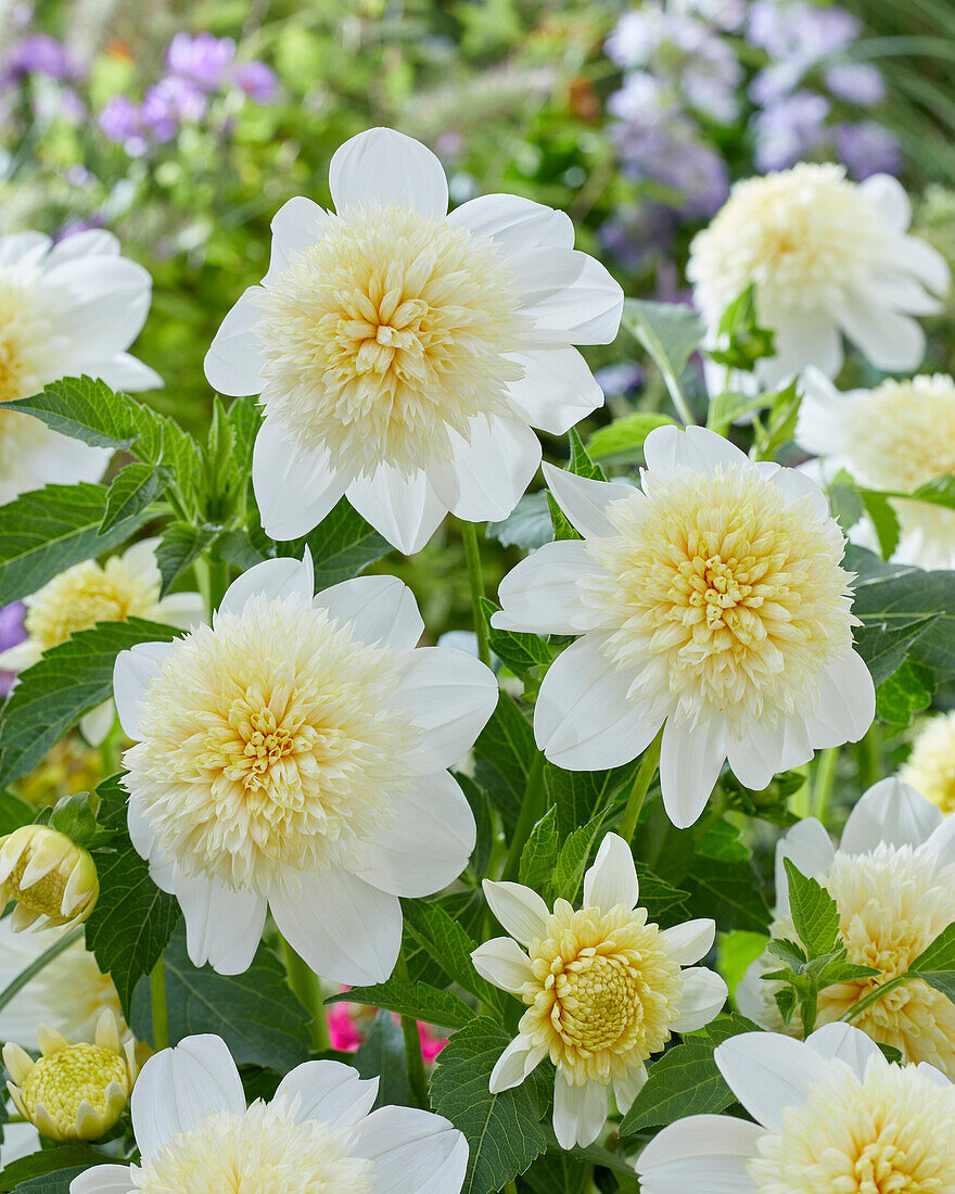 Dahlia Platinum Blonde