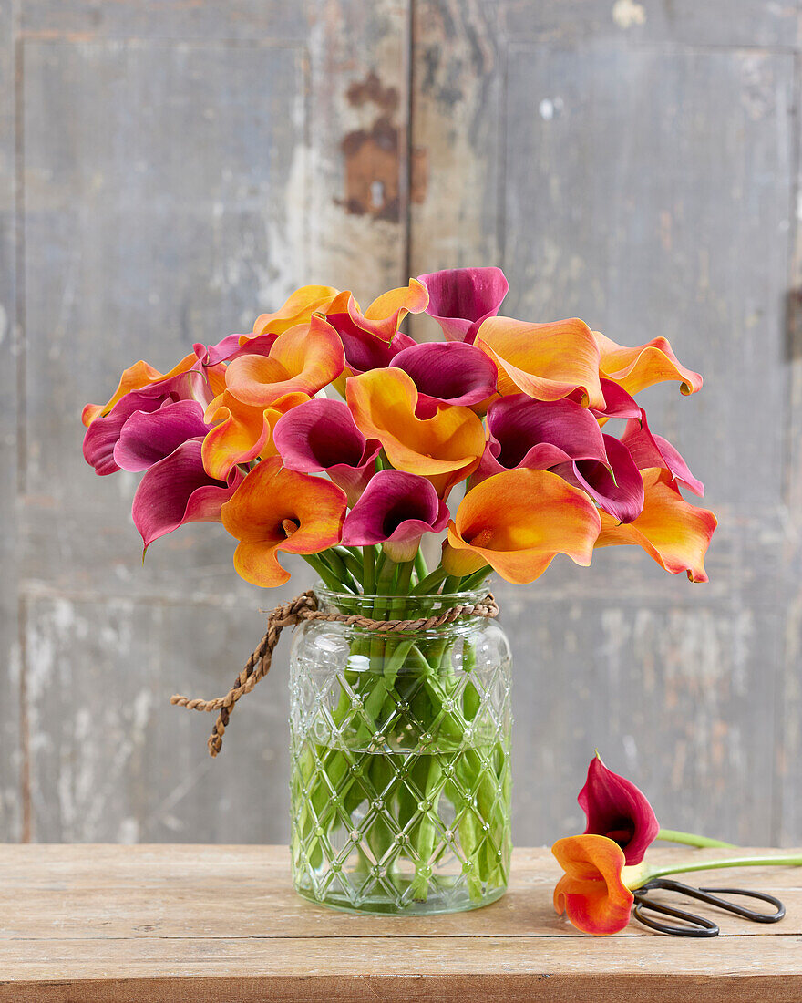 Zantedeschia Mix