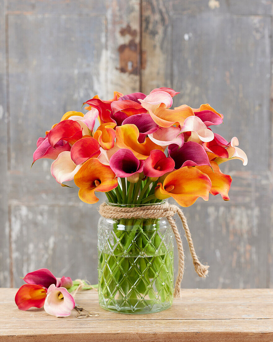 Calla (Zantedeschia) 'Fire', Mischung