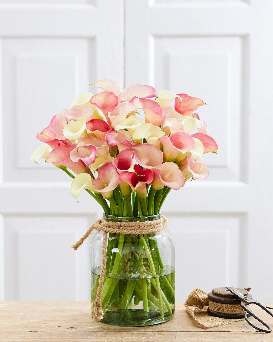 Calla (Zantedeschia) 'Bridal', Mischung