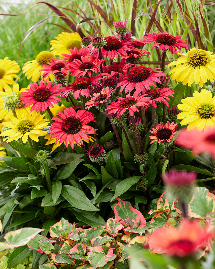 Echinacea combination