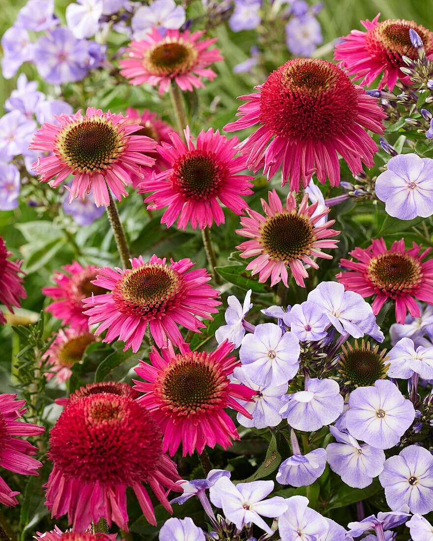 Echinacea Delicious Candy, Phlox paniculata Laura