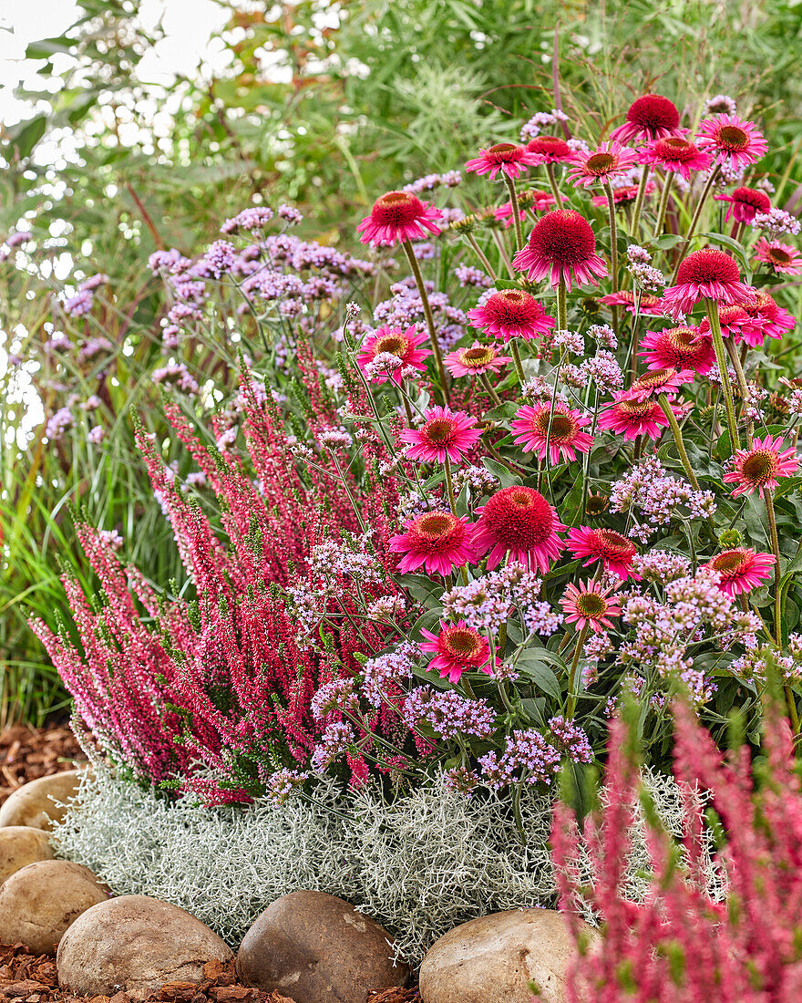 Flowering perennial mix