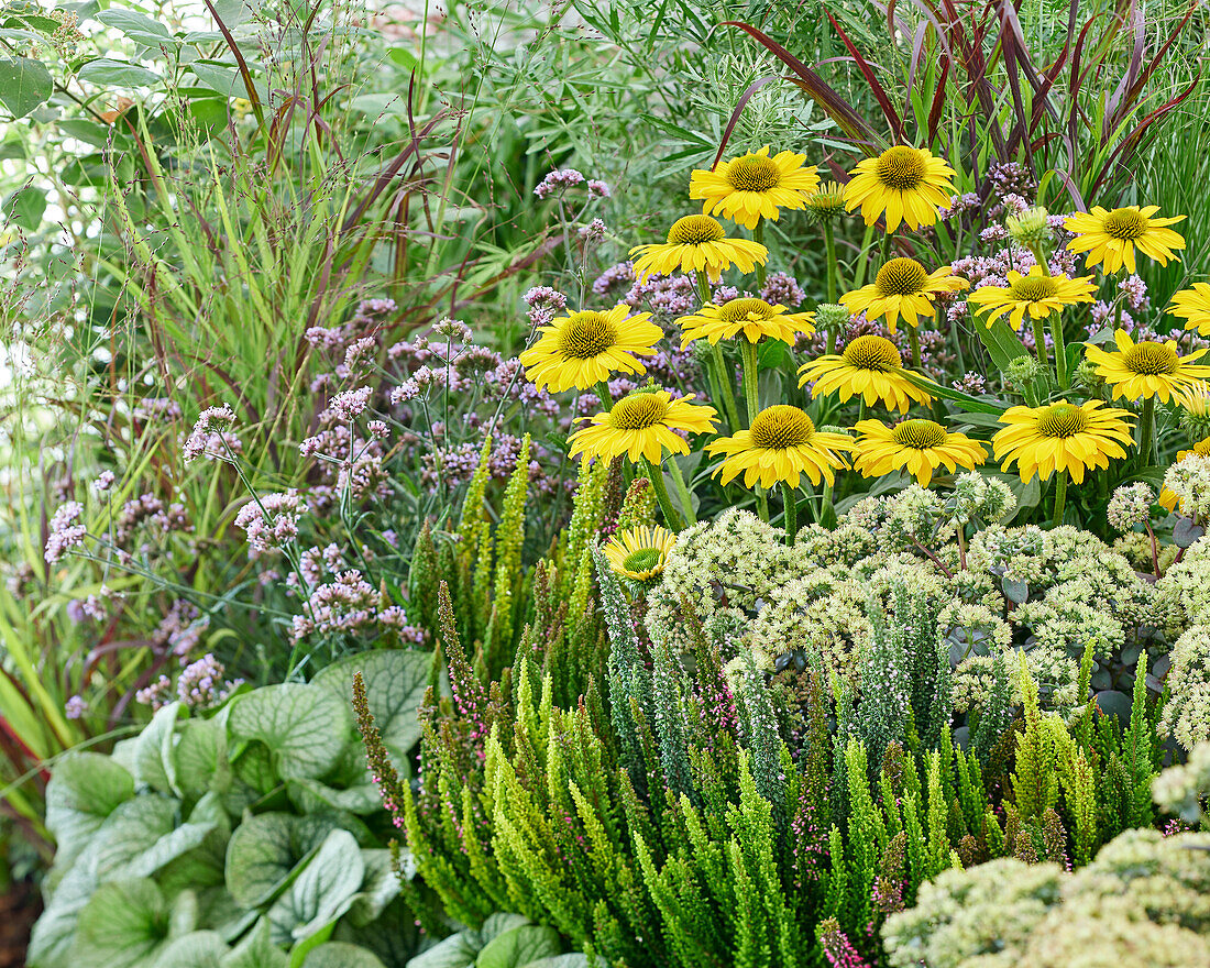 Gartenbeet mit mehrjährigen Pflanzen