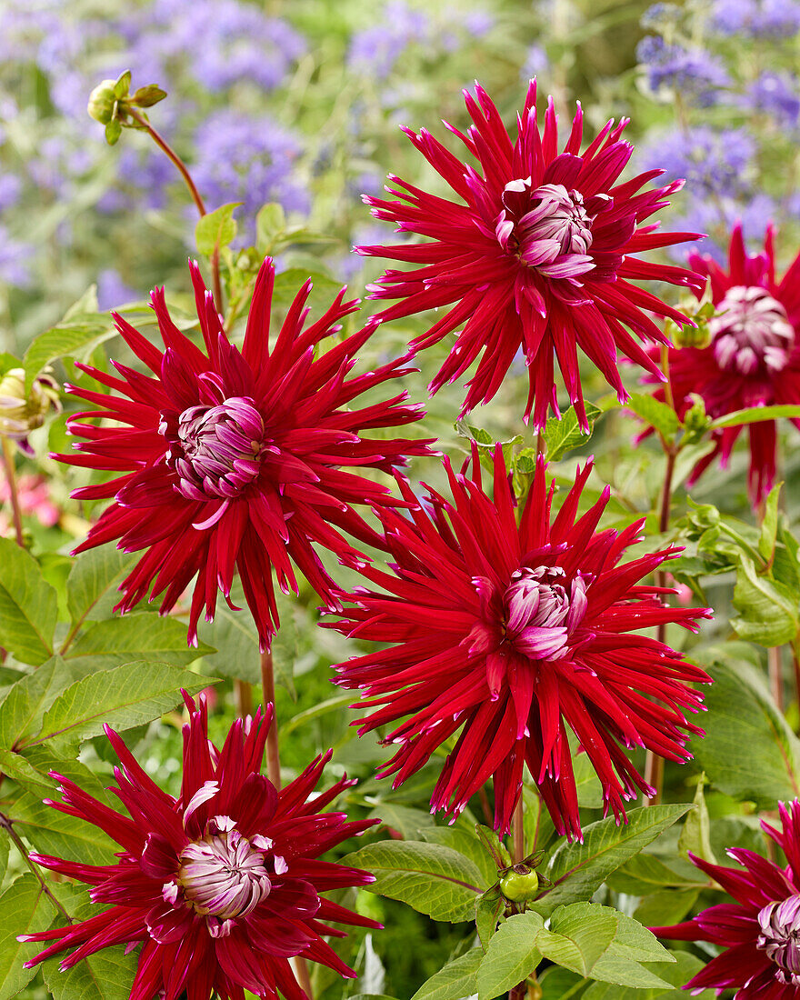 Dahlie (Dahlia) 'Geri Scott'