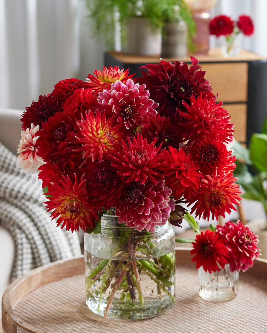 Dahlia Scarlett Mix