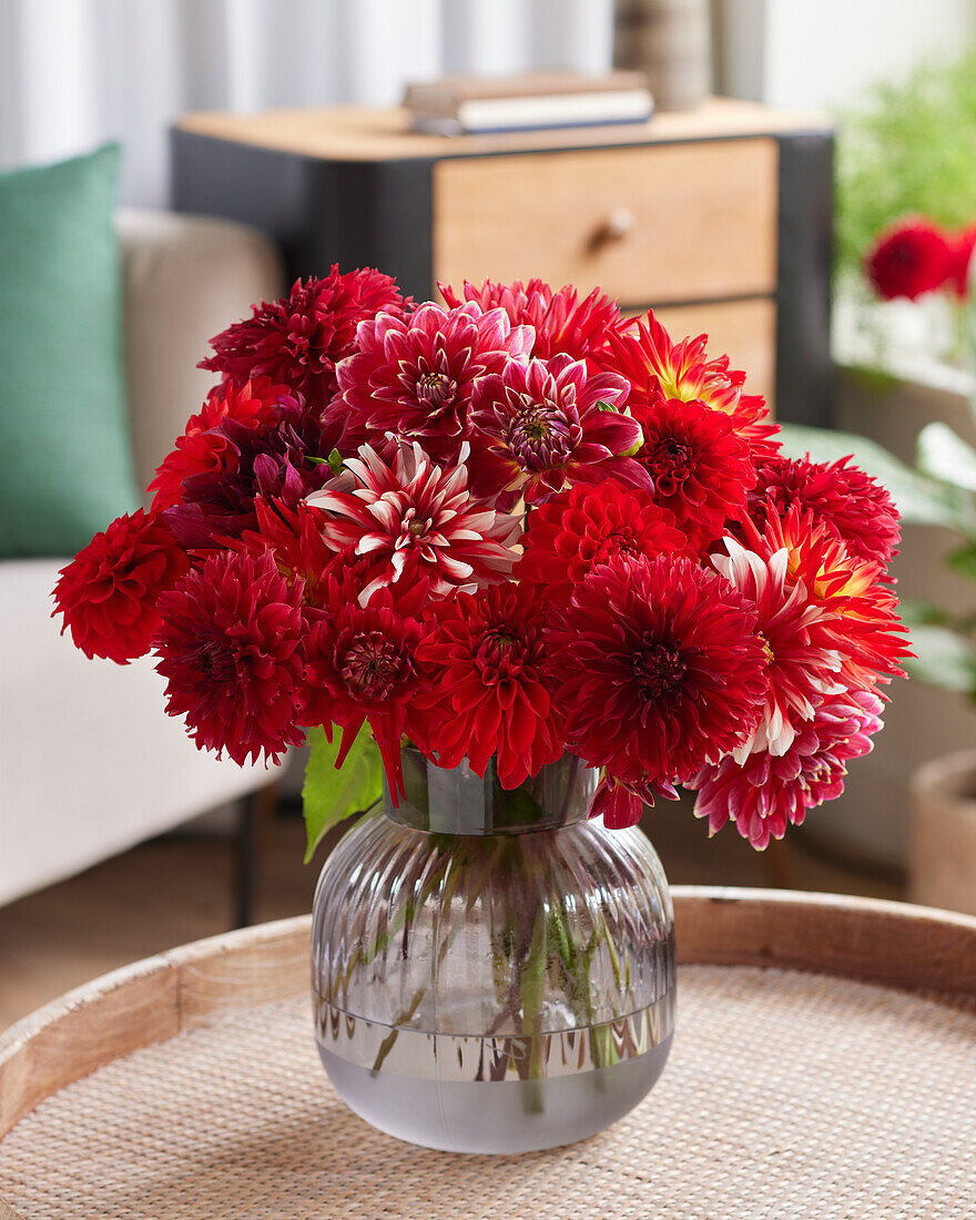 Dahlia Scarlett Mix